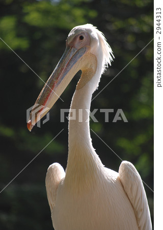 多摩動物園 鵜鶘 鳥兒 2944313