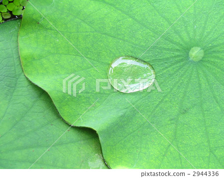 蓮花葉子和滴 2944336
