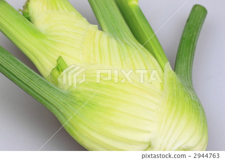 佛羅倫薩茴香 佛羅倫薩茴香 2944763