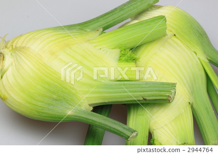 佛羅倫薩茴香 佛羅倫薩茴香 2944764