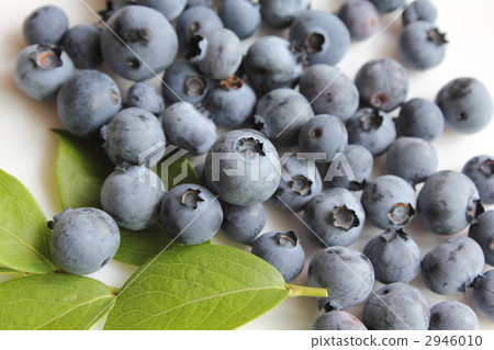 新鮮採摘的藍莓 2946010