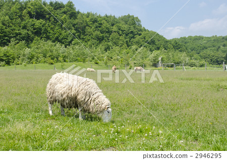 A sheep 2946295