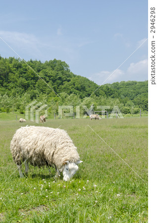 A sheep 2946298