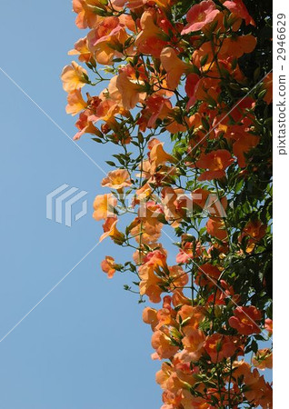 Flower of nuzo whales in full bloom Flower of nuzo whales in full bloom 2946629