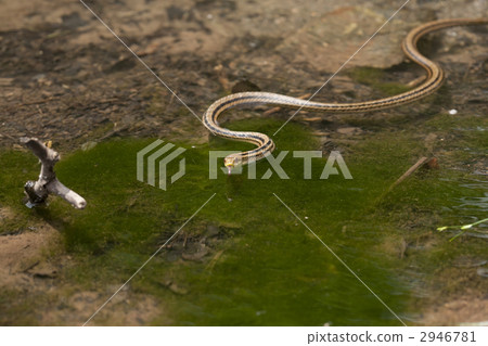 Simulated snake which swims out with tongue 2946781