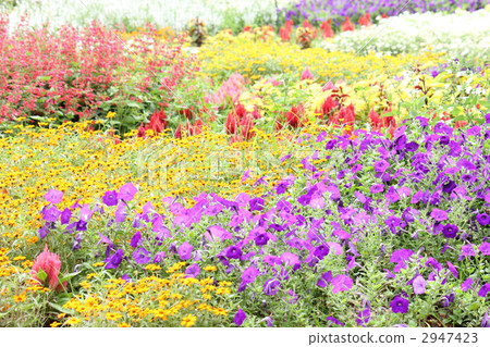 Summer colorful garden 2 2947423