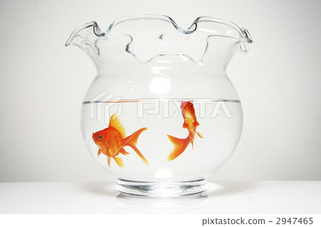 金魚缸 魚 金魚 2947465