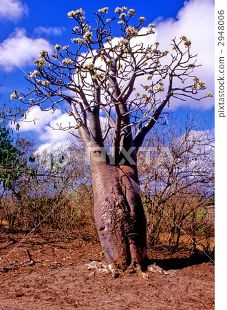 Flower of Pakipodium Flower of Pakipodium 2948006