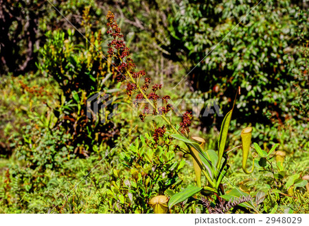 Flower beaked flower 2948029