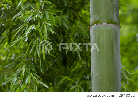 bamboo bamboo 2948092