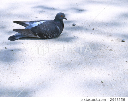 鴿子2 鴿子2 2948356