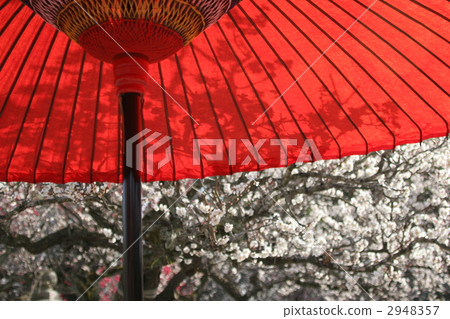 梅花和傘 2948357