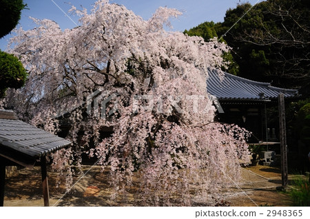 Weeping cherry blossoms at Kofukuji 2948365