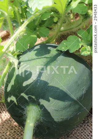 watermelon watermelon 2948433