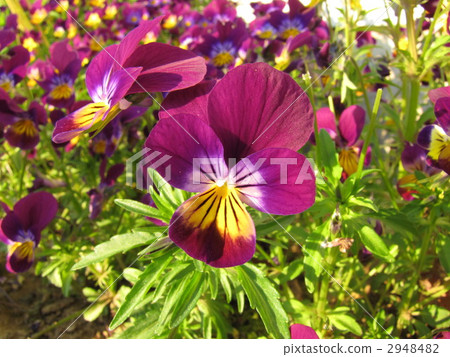 Pansy 2948482
