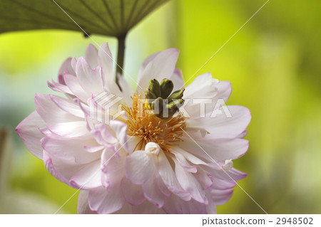 Lotus flower  2948502
