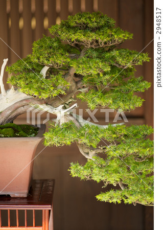 Japanese Bonsai 2948517