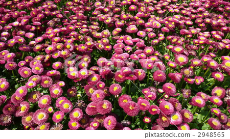 雛菊雛菊 2948565