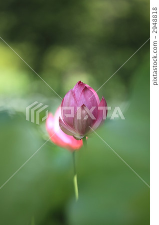 ancient lotus, bud, bloom 2948818