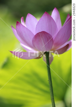 ancient lotus, bloom, blossom 2948820