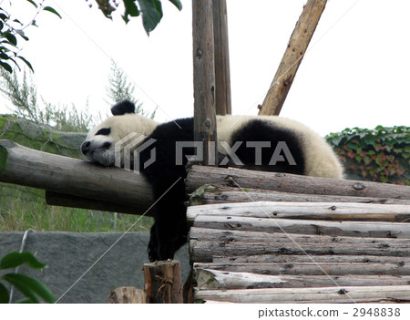 Panda lying down Panda lying down 2948838