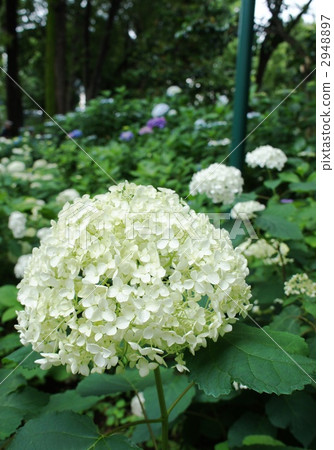 繡球花安娜貝爾 2948897