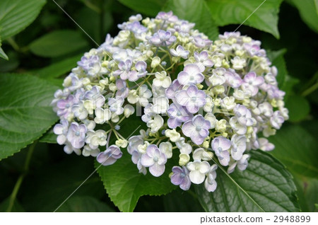 Hydrangea Otaku Hydrangea Hydrangea Otaku Hydrangea 2948899