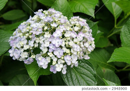 Hydrangea Otaku Hydrangea 2948900