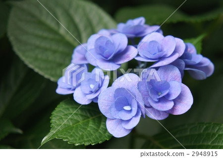 Hydrangea Fairy Eye 2948915