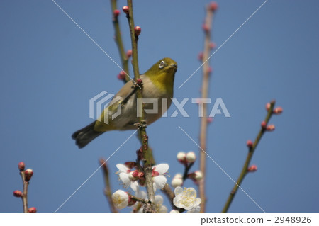 Plum and mezzo Plum and mezzo 2948926