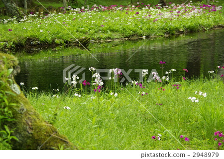 primula japonica, bloom, blossom 2948979
