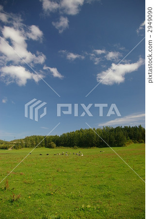 牧場 草地 草原 2949090