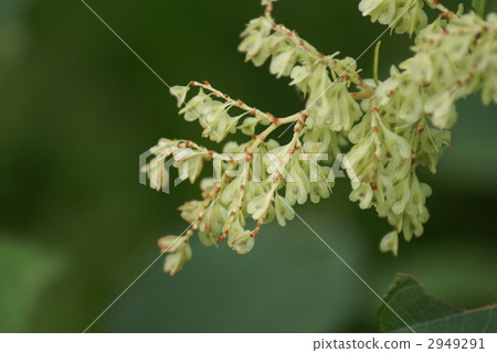 Tiger cane fruit 2949291