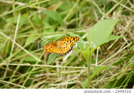 My name is Tsumugi Hanamori 2949310