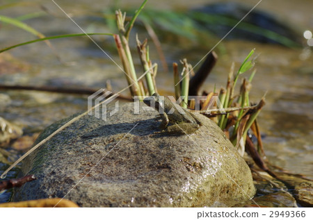 Red-headed frog 2949366