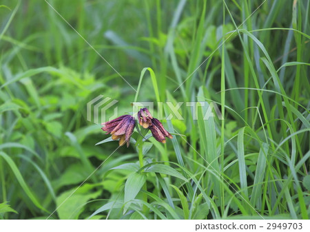 black lily, fritillaria camschatcensis, kamchatka fritillary 2949703