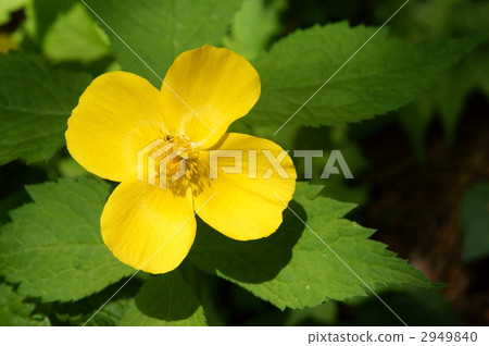 研布索 多年生罌粟 花朵 2949840