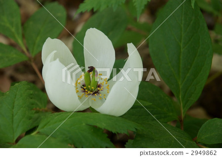 mountain peony, bloom, blossom 2949862