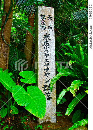“紀念天然紀念碑Yonehara的八重山梨社區”的石頭紀念碑(米原/石垣島/沖繩縣) “紀念天然紀念碑Yonehara的八重山梨社區”的石頭紀念碑(米原/石垣島/沖繩縣) 2949912