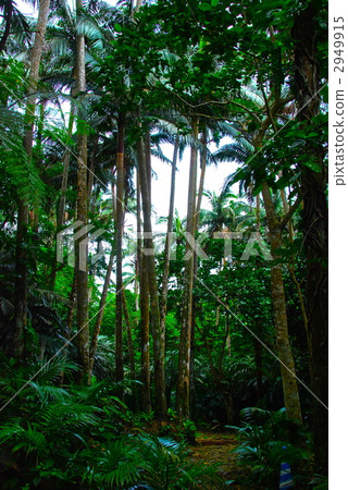 Yaeyama palm community of natural monument (Maibara · Ishigakijima / Okinawa Prefecture) 2949915
