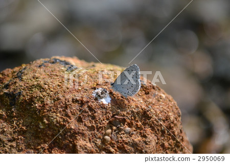 holly blue, butterfly, butterflies 2950069
