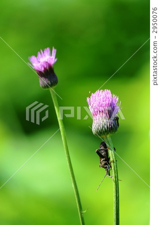 oh alydidae, stink bug, weed 2950076