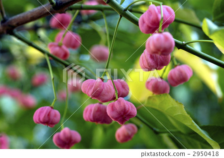 68400 Mayumi 68400 Mayumi 2950418