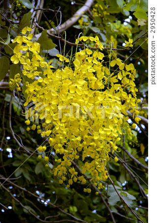 68410 Golden shower 2950428