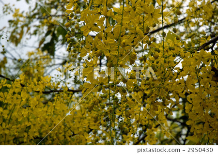 68411 Golden shower 2950430