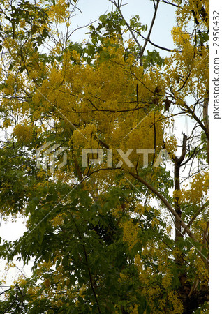 68412 Golden shower 2950432