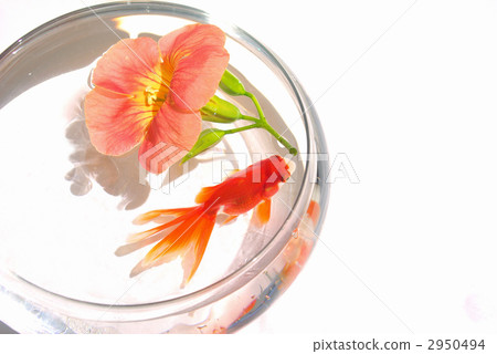 Goldfish Ryukin Flower Nozen Kazura Glass Bowl Goldfish Ryukin Flower Nozen Kazura Glass Bowl 2950494