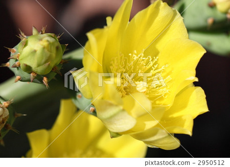 Cactus flowers Cactus flowers 2950512