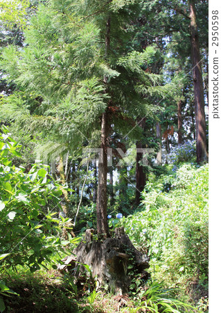 Sugi Generation Change Stump Stump 2950598