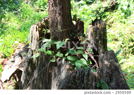 Sugi Generation Change Stump Stump 2950599